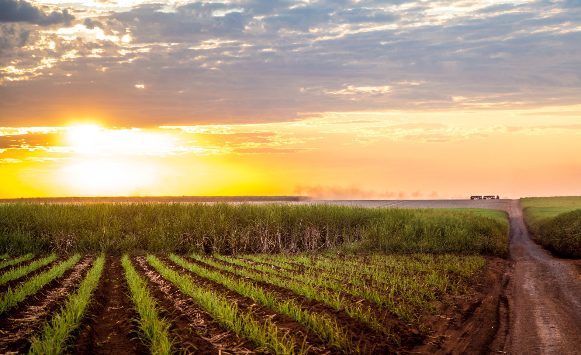 Sugar cane sunset plantation beautiful